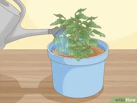 Image titled Plant Mums Step 15
