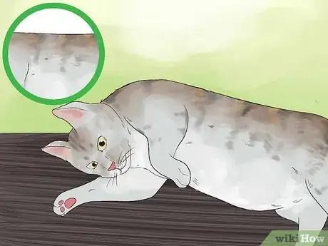 Image titled Identify a Li Hua Cat Step 4