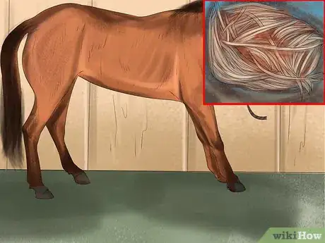 Image titled Make Your Horses' Coat Shine Step 8