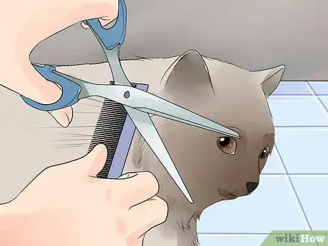 Image titled Care for Himalayan Cats Step 10