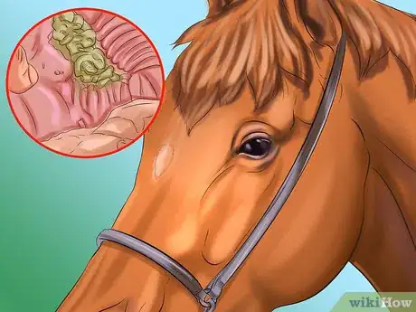 Image titled Tell If a Horse Needs Teeth Floated Step 4