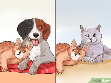Image titled Identify a Somali Cat Step 7