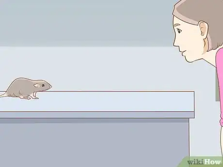 Image titled Teach a Rat Its Name Step 5