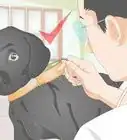 Make a Dog Collar