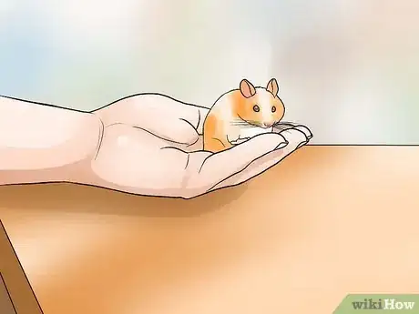 Image titled Pick up Your Hamster Step 14