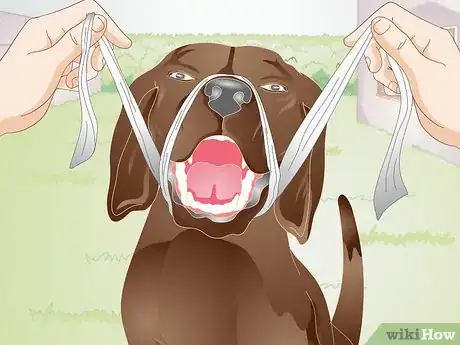 Image titled Apply a Gauze Muzzle to a Dog Step 15