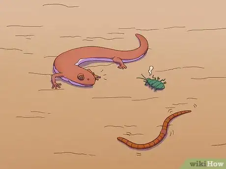 Image titled Feed a Salamander Step 4