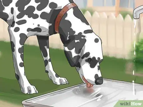 Image titled Care for a Dalmatian Step 3