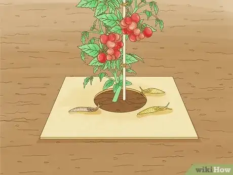 Image titled Grow a Tomato Plant Step 23