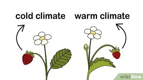 Image titled Identify and Treat Strawberry Diseases Step 16