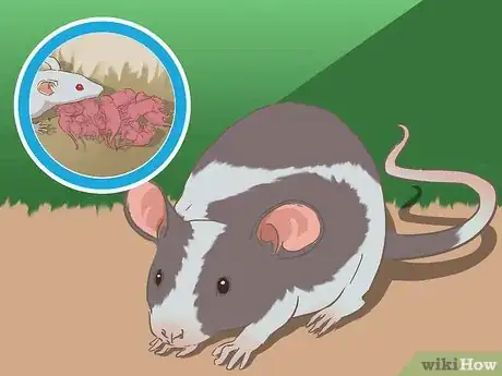 Image titled Breed Mice Step 15