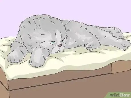 Image titled Identify a Persian Cat Step 9