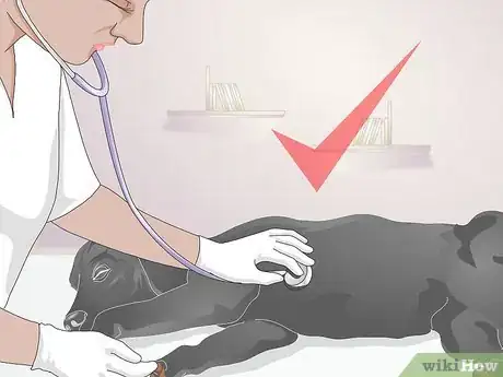 Image titled Take a Dog's Blood Pressure Step 12