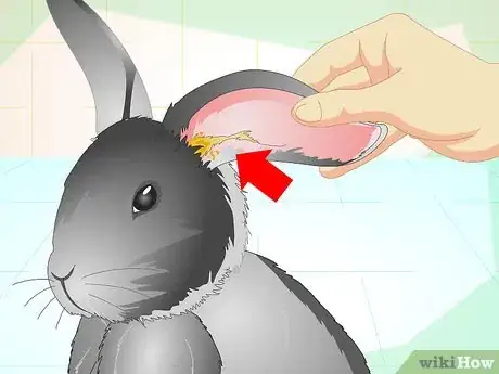Image titled Trim Your Rabbit's Nails Step 13