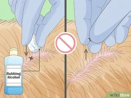Image titled Remove a Tick from a Dog Without Tweezers Step 9