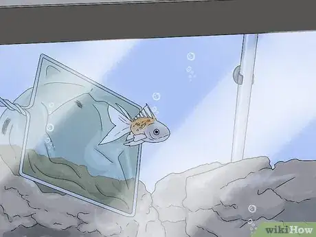 Image titled Tell if Your Fish Is Dead Step 1