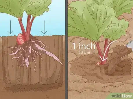 Image titled Divide Rhubarb Plants Step 12