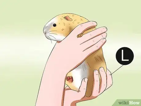 Image titled Pick Up a Guinea Pig Step 4