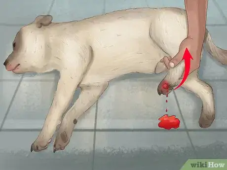 Image titled Stop a Dog from Bleeding Step 9