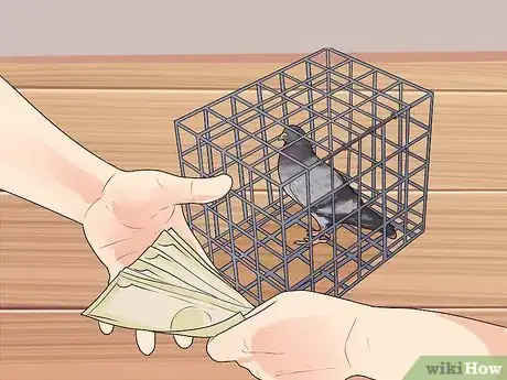 Image titled Keep a Single Pigeon Step 4