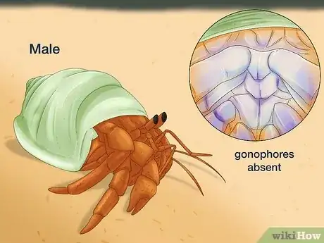 Image titled Breed Hermit Crabs Step 10