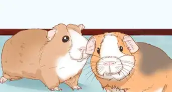 Help Your Guinea Pig Adjust to You