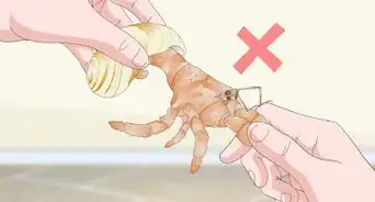 Play With Your Hermit Crab