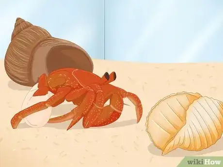 Image titled Care for a Marine Hermit Crab Step 11