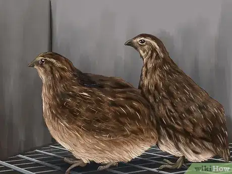 Image titled Keep Your Quail Happy Step 2