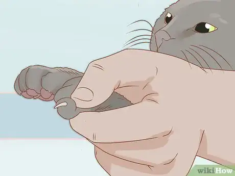 Image titled Trim Your Cat's Nails Step 9