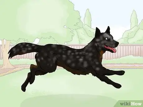 Image titled Identify an Australian Cattle Dog Step 10