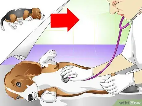 Image titled Cure a Dog's Stomach Ache Step 20