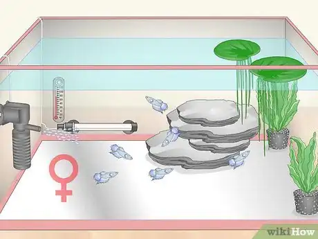 Image titled Care for a Crowntail Betta Fish Step 14