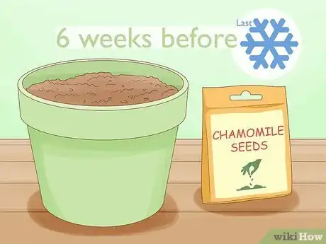 Image titled Grow Chamomile Step 1