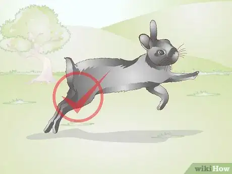Image titled Build a Rabbit Run Step 1