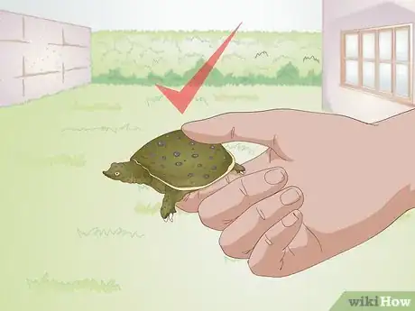 Image titled Care for a Soft Shelled Turtle Step 1