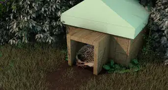 Make a Home for Your Hedgehog