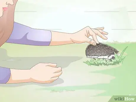 Image titled Bond With Your Hedgehog Step 13