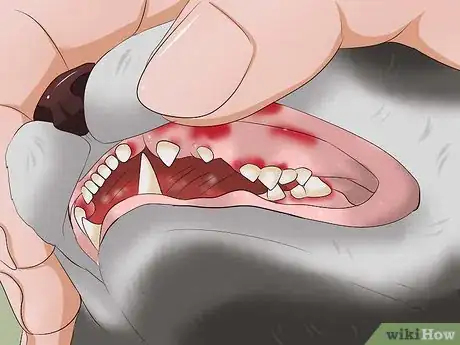 Image titled Clean a Cat's Teeth Step 20