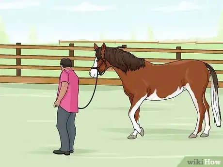 Image titled Lunge a Horse Step 1