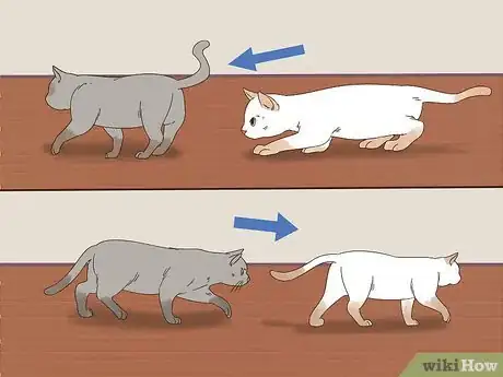 Image titled Know if Cats Are Playing or Fighting Step 7