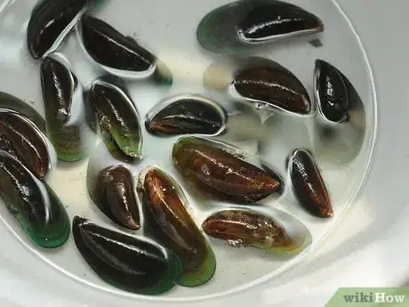 Image titled Buy and Clean Mussels Step 5