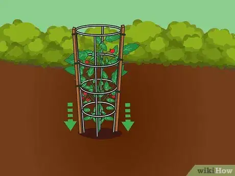 Image titled Cage Tomatoes Step 12