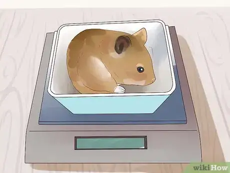 Image titled Feed Hamsters Step 10