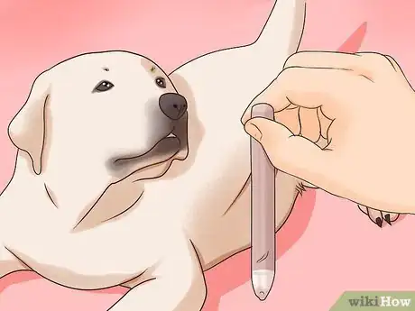 Image titled Know if Your Male Dog Is Ready to Breed Step 2
