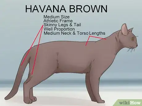 Image titled Identify a Havana Brown Cat Step 5
