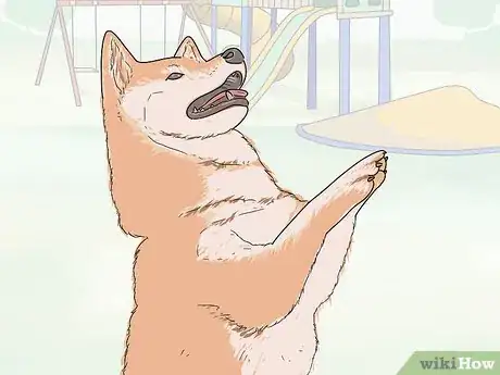 Image titled Identify a Shiba Inu Step 14