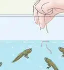Care for African Clawed Frog Tadpoles