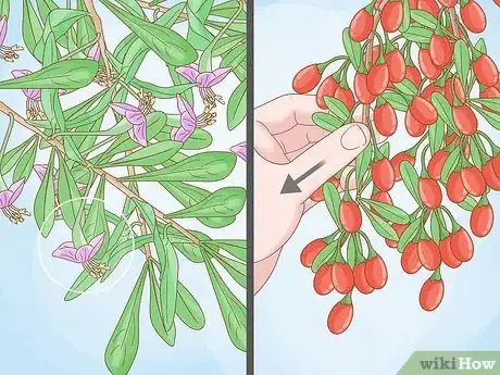 Image titled Grow Goji Berry Plants Step 7