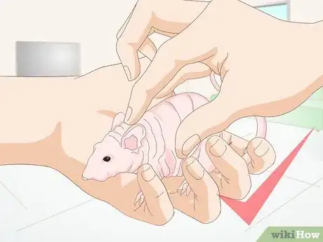 Image titled Care for a Hairless Rat Step 14